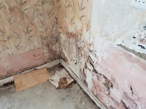 Rising Dampness & Wet Rot